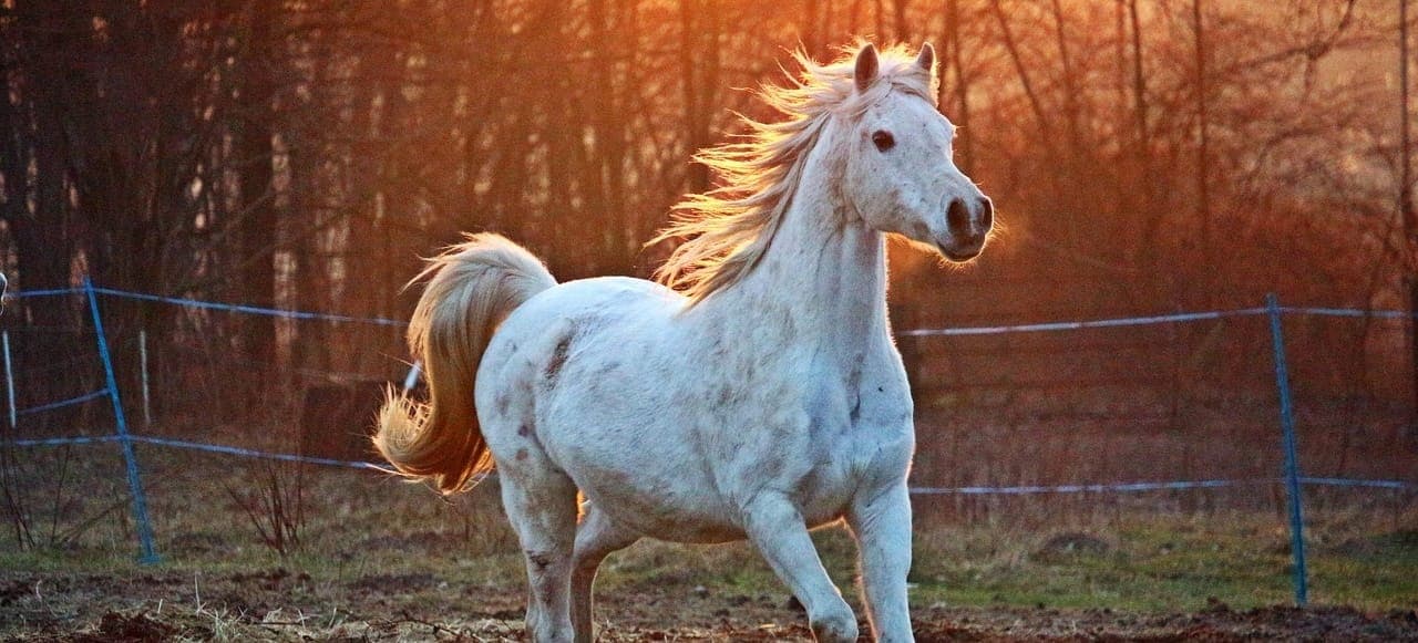 Allegro